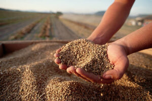 Lee más sobre el artículo Semillas del Futuro: Paramérica y la Agroindustria en Argentina