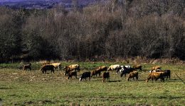 Ganadería ecológica ¿Es el Futuro?