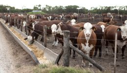 La Industria Bovina y el Futuro de los Feedlots