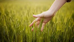 Argentina y la Agricultura Moderna: Desafíos y Transformaciones