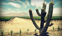 Vanguardia en el Campo: Grupo Ruiz Redefine la Agricultura en Latinoamérica