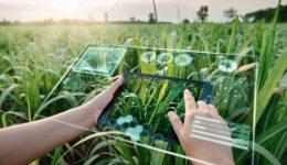 Digitalización en la Agricultura: Revolucionando la Cadena Alimentaria