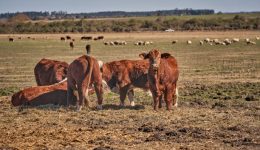 Feedlot y la Innovación en el Corral