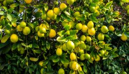 Limones Argentinos: Un Motor de Crecimiento y Sostenibilidad