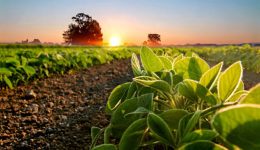 Mercado y Desarrollo Agroexportador en Argentina
