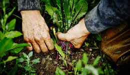 Economía Argentina Impulsada por la Agricultura