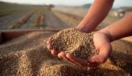 Semillas del Futuro: Paramérica y la Agroindustria en Argentina
