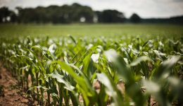 Grupo Ruiz: Reflejo del Potencial Agroindustrial del Noroeste