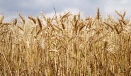 Mirgor invierte US$50 millones en Bolívar para impulsar el sector agroexportador